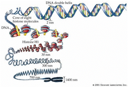 التفاف الـDNA حول الهيستونات وتكوينه الجسيمات النووية، ثم التفافها لتكوين العرى وفوق العرى