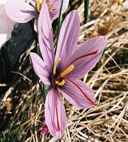 زعفران